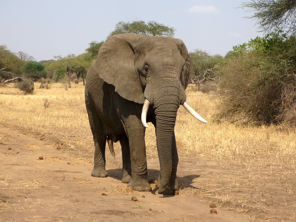 africký slon